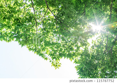 A refreshing image of early summer in the forest 115787752