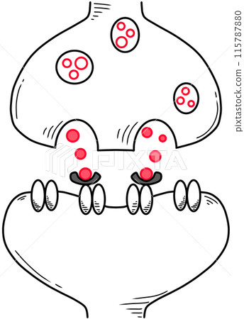 synaptic cleft and neurotransmitters created by black and red line 115787880