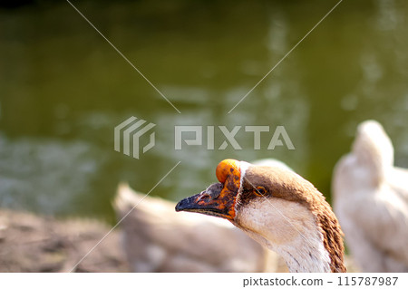 Goose portrait in zoo park. Goose with blurred background. Nature wildlife zoo bird Goose portrait in zoo park. Goose with blurred background. Nature wildlife zoo bird 115787987