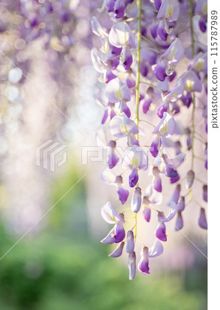 Kazahaya no Sato Fuji in full bloom Kazahaya no Sato Fuji in full bloom 115787989