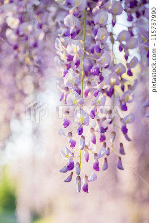 Kazahaya no Sato Fuji in full bloom 115787990