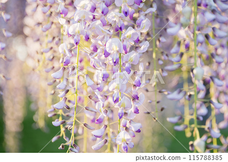 Kazahaya no Sato Fuji in full bloom Kazahaya no Sato Fuji in full bloom 115788385