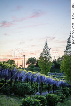 風早之裡富士盛開 風早之裡富士盛開 115788386