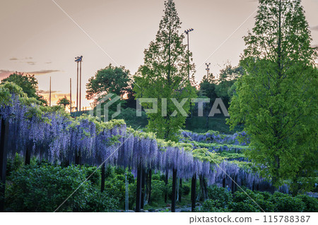 風早之裡富士盛開 115788387