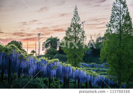 風早之裡富士盛開 115788388