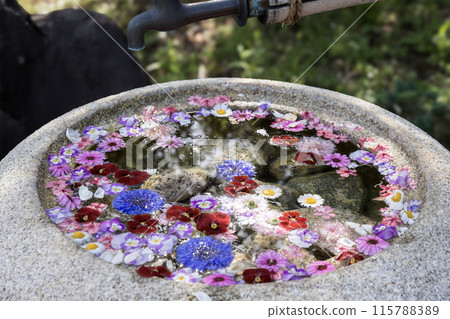 風早之裡:富士山與盛開的花朵 風早之裡:富士山與盛開的花朵 115788389