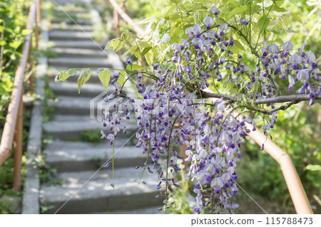 風早之裡富士盛開 115788473