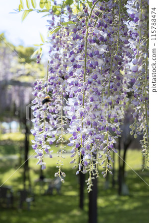 風早之裡富士盛開 115788474