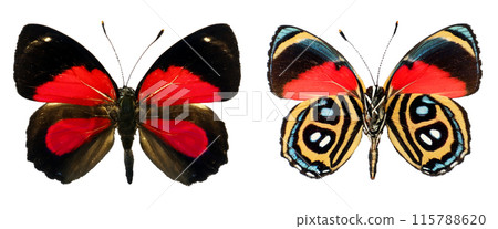 Red colorful butterfly Callicore peristera isolated on white, close-up, macro. Design element. Nymphalidae, collection butterflies, insects. Red colorful butterfly Callicore peristera isolated on white, close-up, macro. Design element. Nymphalidae, collection butterflies, insects. 115788620