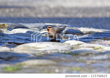 A waxwing at the water source. 115788625