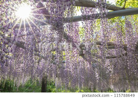 Kazahaya no Sato Fuji in full bloom 115788649