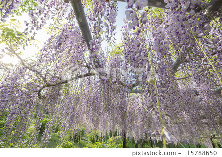 風早之裡富士盛開 115788650