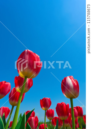 [Osaka Prefecture] April: Family trip to the tulip fields in full bloom 115788673