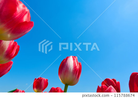 [Osaka Prefecture] April: Family trip to the tulip fields in full bloom 115788674