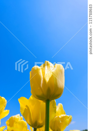 [Osaka Prefecture] April: Family trip to the tulip fields in full bloom 115788683