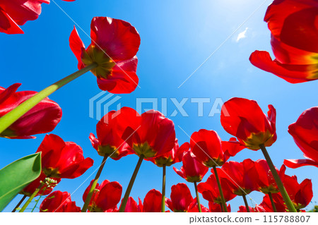 [Osaka Prefecture] April: Family trip to the tulip fields in full bloom 115788807