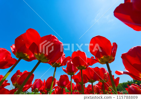 [Osaka Prefecture] April: Family trip to the tulip fields in full bloom 115788809