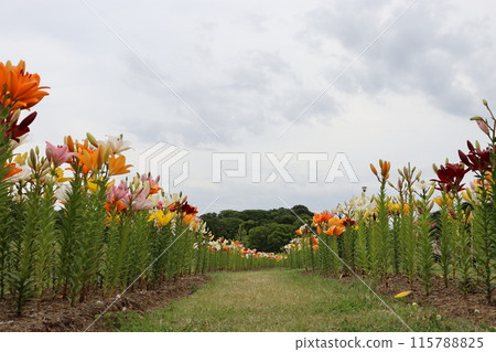 百合、花的語言、植物園、百合節、大阪府岸和田市湯坊池公園、旅遊公園 115788825