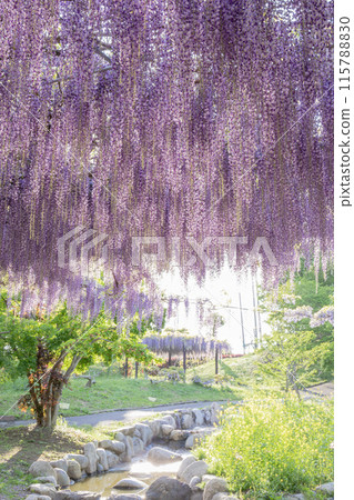 風早之裡富士盛開 風早之裡富士盛開 115788830