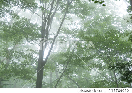 A forest of fresh green leaves covered in mist A forest of fresh green leaves covered in mist 115789010