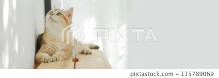 pet care concept with british cat relax and play in living room 115789069