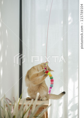 pet care concept with british cat relax and play in living room 115789104