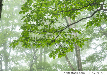 A forest of fresh green leaves covered in mist A forest of fresh green leaves covered in mist 115789153