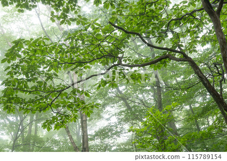 A forest of fresh green leaves covered in mist A forest of fresh green leaves covered in mist 115789154