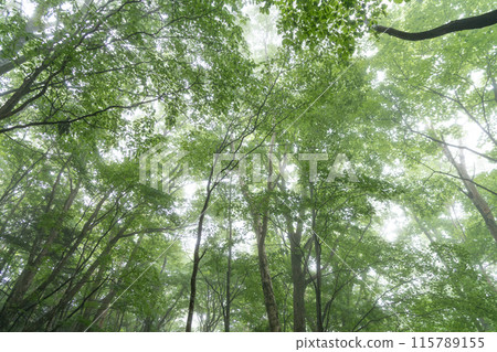 A forest of fresh green leaves covered in mist 115789155