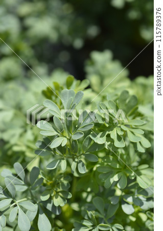 Common rue Common rue 115789376