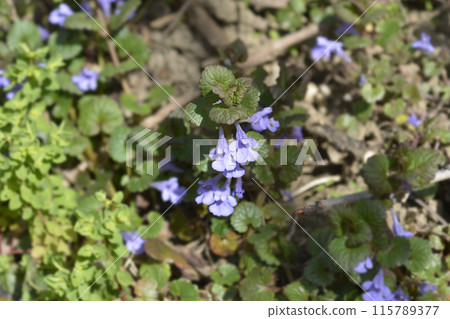 Ground ivy Ground ivy 115789377