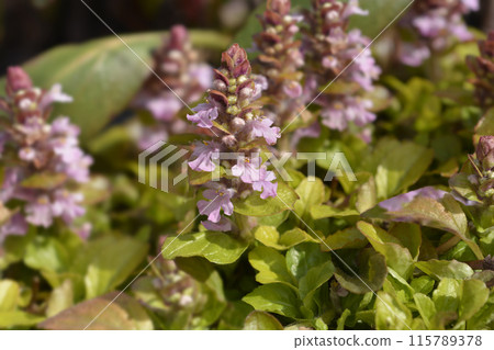 Bugle Gold Chang Bugle Gold Chang 115789378