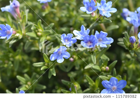 Scrambling gromwell Scrambling gromwell 115789382