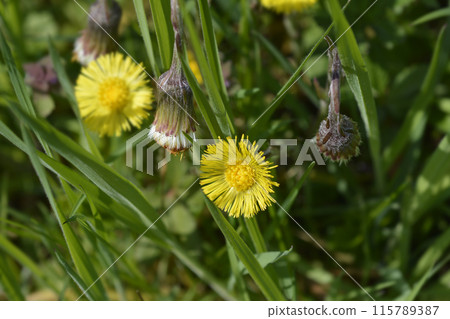 Coltsfoot 115789387