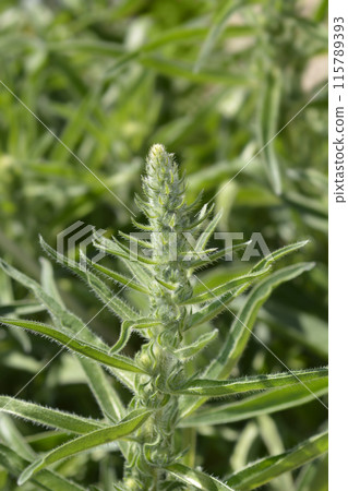 Italian bugloss Italian bugloss 115789393