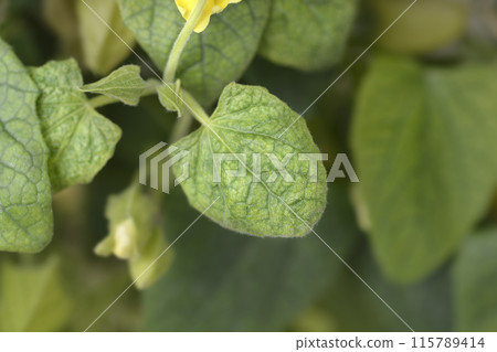 Black-eyed Susan vine Black-eyed Susan vine 115789414