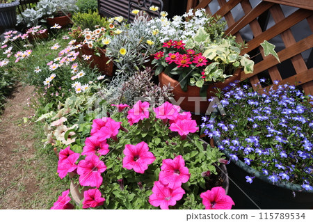 Colorful flowers and pots 115789534