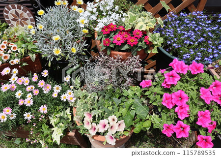 Colorful flowers and pots Colorful flowers and pots 115789535