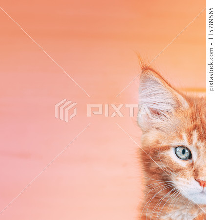 Small Kitten Face Copy Space Background In Calming Coral Color. Young Red Ginger Maine Coon. Maine Shag Amazing Pets. Portrait On Backdrop In Yellow Light Orange Colors 115789565