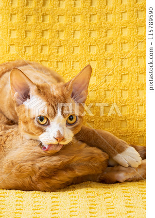 Red Ginger Devon Rex Cat. Short-haired Cat Of English Breed On Yellow Plaid Background. Shorthair Pet Washing Hair 115789590