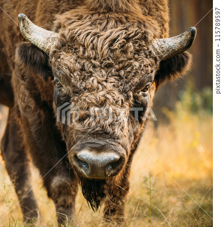 Belarus. European Bison Or Bison Bonasus, Also Known As Wisent Or European Wood Bison In Autumn Forest. Berezinsky Biosphere Reserve. 115789597