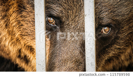 European Eurasian Brown Russian Bear Ursus Arctos Arctos In Zoo Cage 115789598
