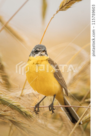 Western Yellow Wagtail. Motacilla Flava Is A Small Passerine In The Wagtail Family Motacillidae, Which Also Includes The Pipits And Longclaws. This Species Breeds In Much Of Temperate Europe And Asia Western Yellow Wagtail. Motacilla Flava Is A Small Passerine In The Wagtail Family Motacillidae, Which Also Includes The Pipits And Longclaws. This Species Breeds In Much Of Temperate Europe And Asia 115789603