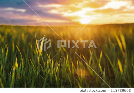 Close Up Young Wheat Shoots In Sunset Sunrise Lights. Countryside Rural Field With Young Wheat Sprouts In Spring Summer Evening. Beauty In Agricultural Field Close Up Young Wheat Shoots In Sunset Sunrise Lights. Countryside Rural Field With Young Wheat Sprouts In Spring Summer Evening. Beauty In Agricultural Field 115789608