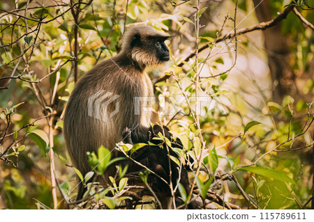Goa, India. Funny Gray Langur Monkey With Newborn Sitting On Of Tree Branch. Monkey With Baby 115789611