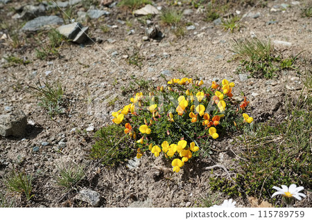 Lotus alpinus flowers blooming in the Swiss Alps 115789759