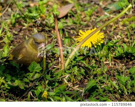 Dandelion and Eurasian greenfinch copy space Dandelion and Eurasian greenfinch copy space 115789846