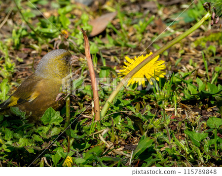 Dandelion and Eurasian greenfinch copy space Dandelion and Eurasian greenfinch copy space 115789848