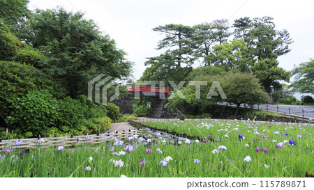 Irises decorating the grounds of the Odawara Castle ruins in Odawara, Kanagawa Prefecture Irises decorating the grounds of the Odawara Castle ruins in Odawara, Kanagawa Prefecture 115789871