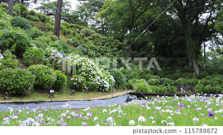 Irises decorating the grounds of the Odawara Castle ruins in Odawara, Kanagawa Prefecture 115789872